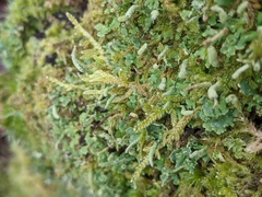 Cladonia coniocraea