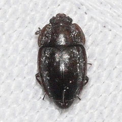 Epuraea populi