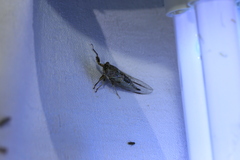 Cicadettinae