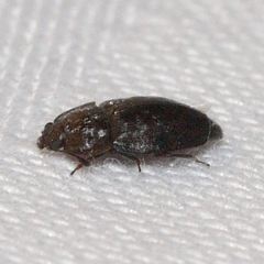 Epuraea populi