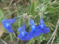 Salvia chamaedryoides