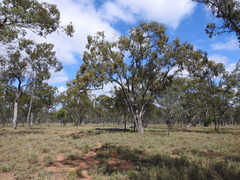 Eucalyptus brownii