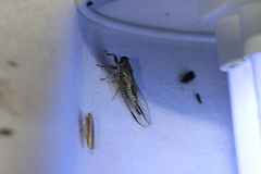 Cicadettinae