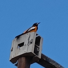 Icterus icterus