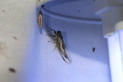 Cicadettinae