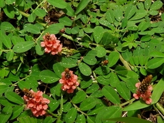 Indigofera hendecaphylla