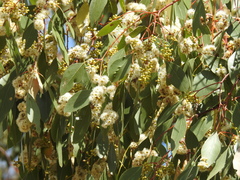 Eucalyptus brownii