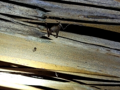 Pleioplectron simplex