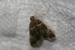 Elophila responsalis