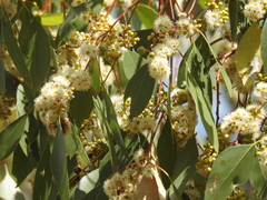 Eucalyptus brownii