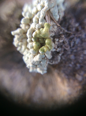 Lecanora phryganitis