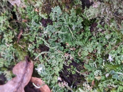 Cladonia coniocraea