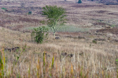 Connochaetes taurinus