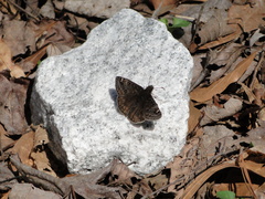 Erynnis juvenalis