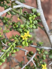 Everistia vacciniifolia vacciniifolia