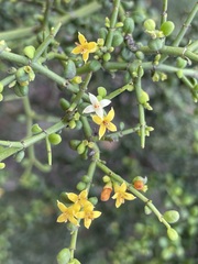 Everistia vacciniifolia vacciniifolia
