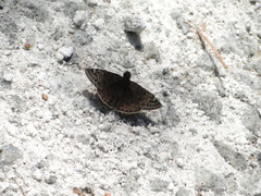 Erynnis juvenalis