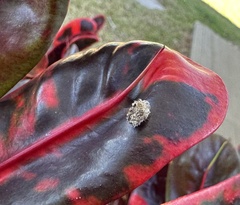 Insecta