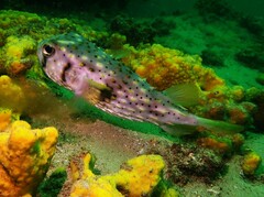 Dicotylichthys punctulatus