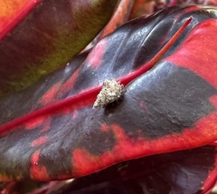 Insecta