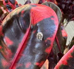 Insecta