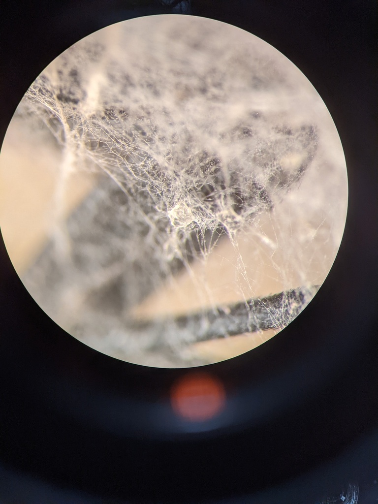 Fusarium annulatum
