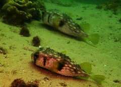 Dicotylichthys punctulatus