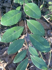 Ilex coriacea