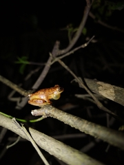 Dendropsophus microcephalus