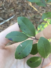 Ilex coriacea