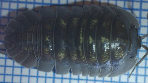 Southern Pill Woodlouse, 54013 Monzone, Province of Massa and Carrara, Italien, photo 3 of 10