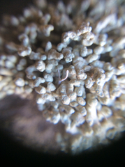 Lecanora phryganitis