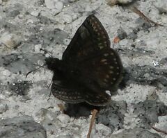 Erynnis brizo