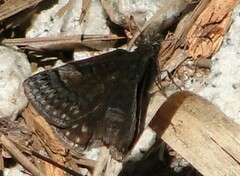 Erynnis brizo