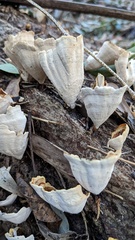 Microporus