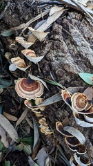 Microporus