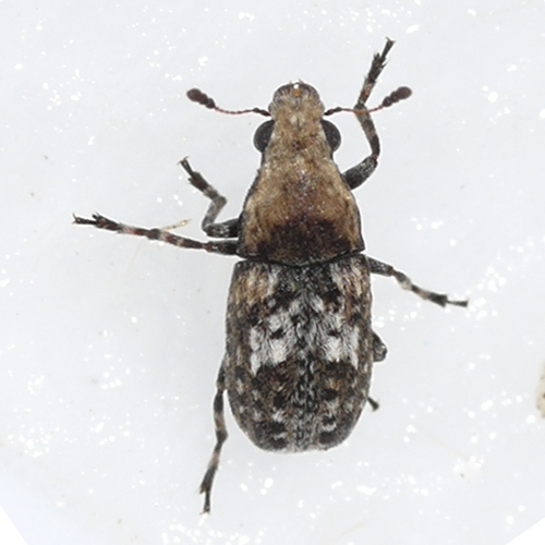 Marbled Fungus Weevil photo 4