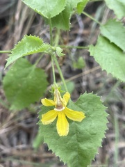 Goodenia grandiflora