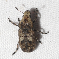 Euparius marmoreus
