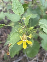 Goodenia grandiflora