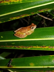 Dendropsophus microcephalus