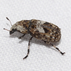 Euparius marmoreus