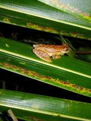 Dendropsophus microcephalus