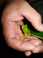 Agalychnis taylori