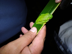 Agalychnis taylori