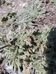 Phacelia imbricata