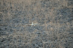 Leptailurus serval lipostictus