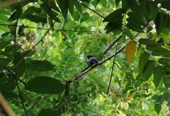 Chiroxiphia lanceolata