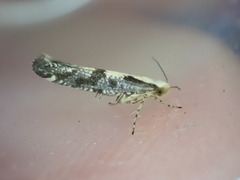 Argyresthia conjugella