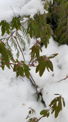 Rhododendron groenlandicum